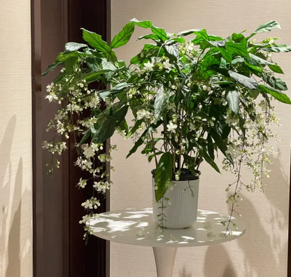 WinterBloom – Planta de jazmín colgante resistente al invierno