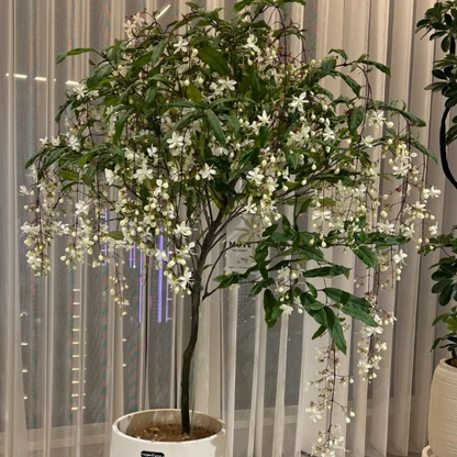 WinterBloom – Planta de jazmín colgante resistente al invierno