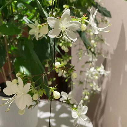 WinterBloom – Planta de jazmín colgante resistente al invierno
