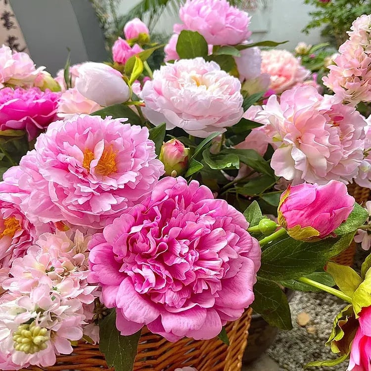 RoyalBloom - Semillas de peonía de lujo | La Reina de las Flores