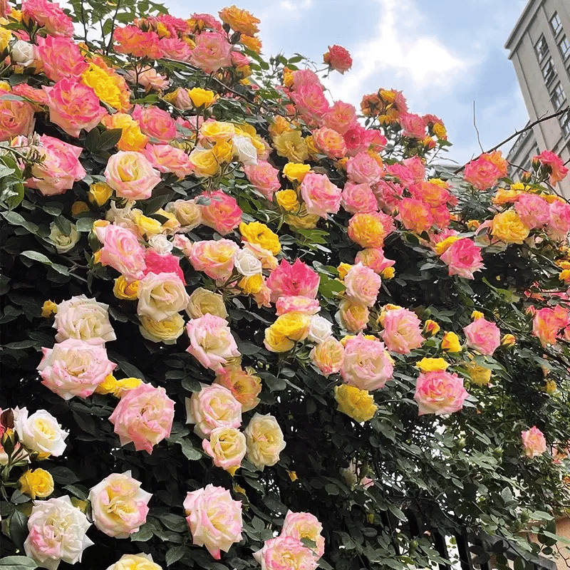 BloomVine – Wunderschöne Kletterrosensamen