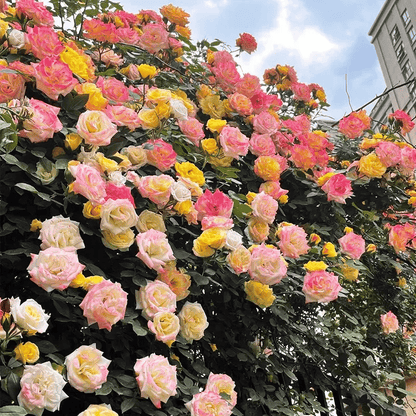BloomVine – Wunderschöne Kletterrosensamen