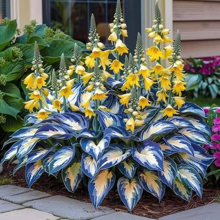 GardenÉlan – Seltene Hosta-Samen für Hausgärten (100 Samen)