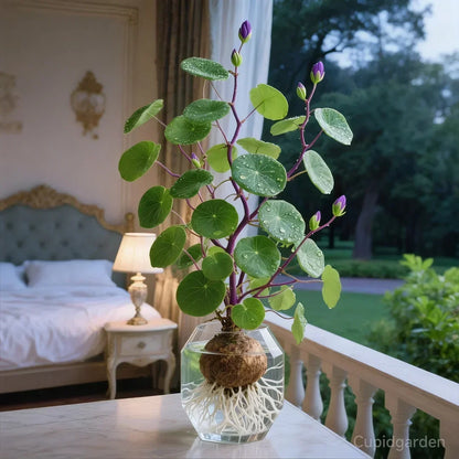 🎈🪴Stephania Erecta de ratán rojo: la planta de interior más resistente para personas perezosas🌿