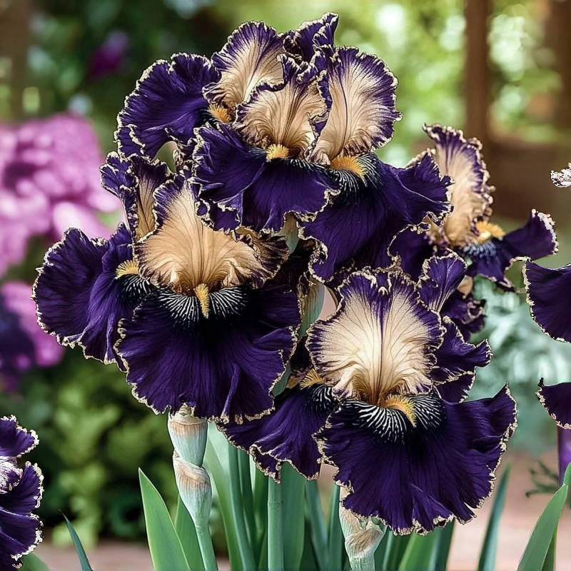 BloomAura – Exotische Hohe Bart-Schwertlilie