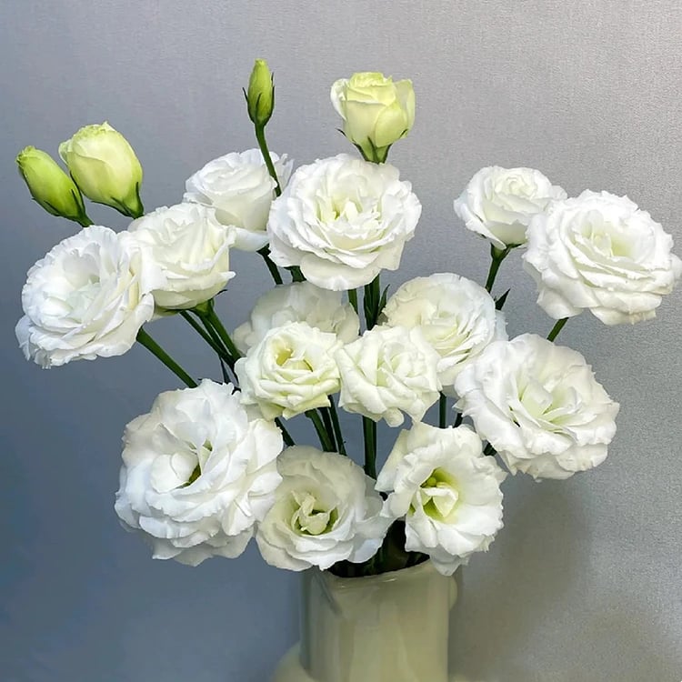 BloomRidge – Semillas de Lisianthus Perennes Resistentes