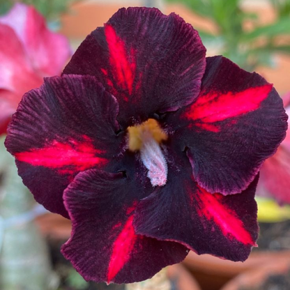 FloraOasis – Semillas de Adenium Premium