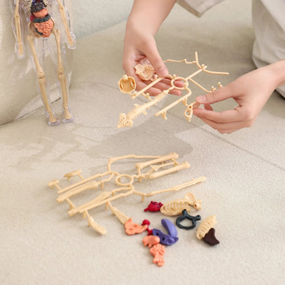 SmartSkeleton – Divertido modelo anatómico Stem para niños