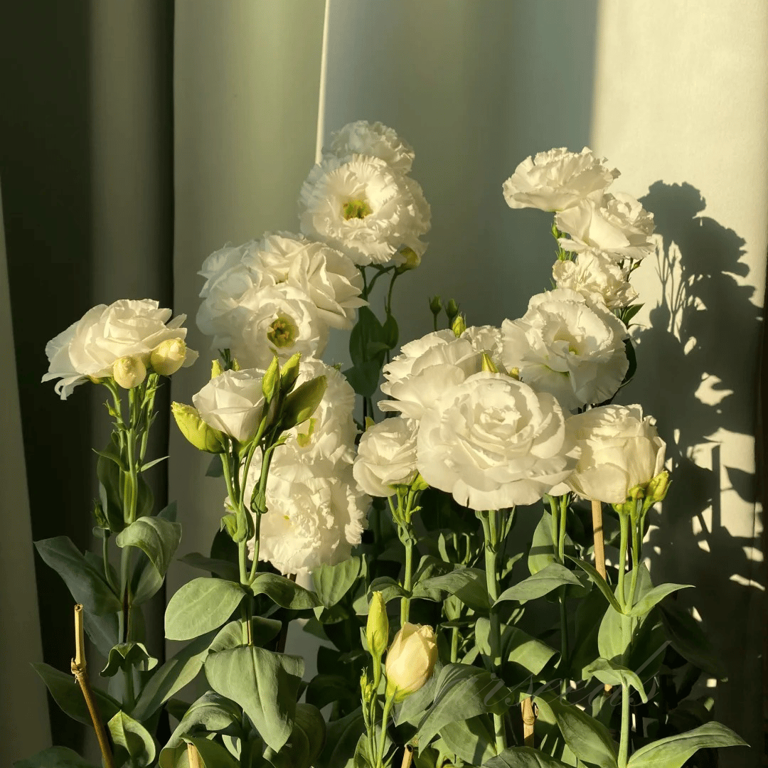 GardenMuse – Semillas de flores multicolores elegantes