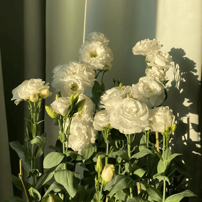 GardenMuse – Semillas de flores multicolores elegantes