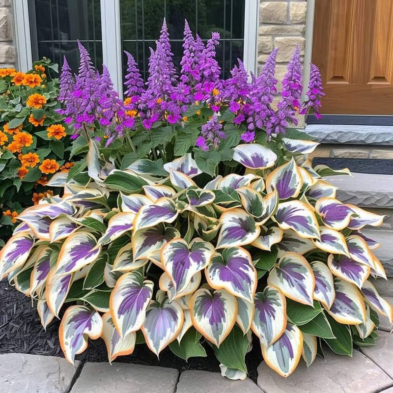GardenÉlan – Seltene Hosta-Samen für Hausgärten (100 Samen)