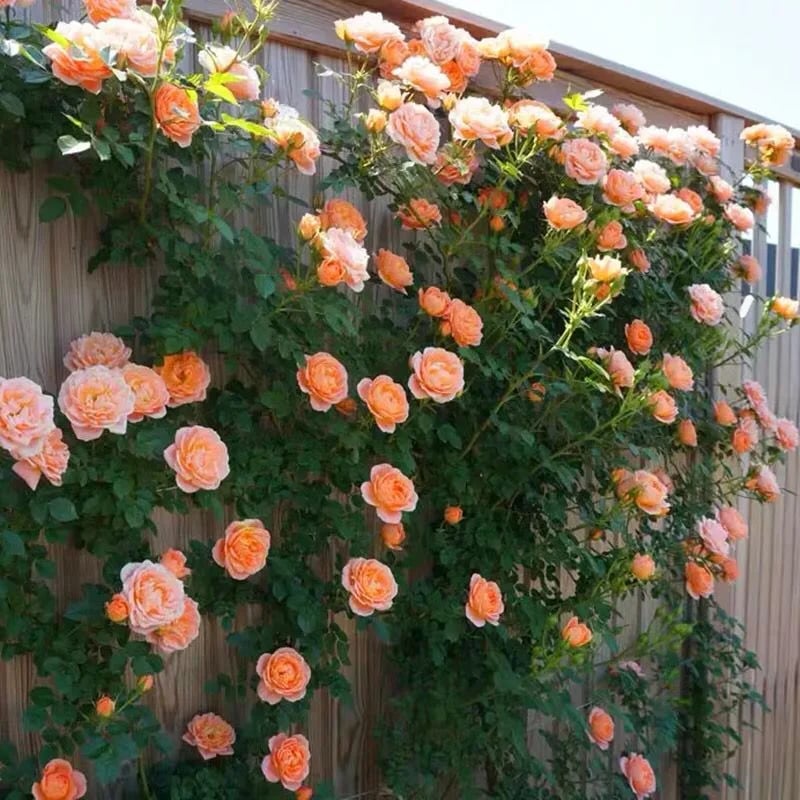 BloomVine – Wunderschöne Kletterrosensamen