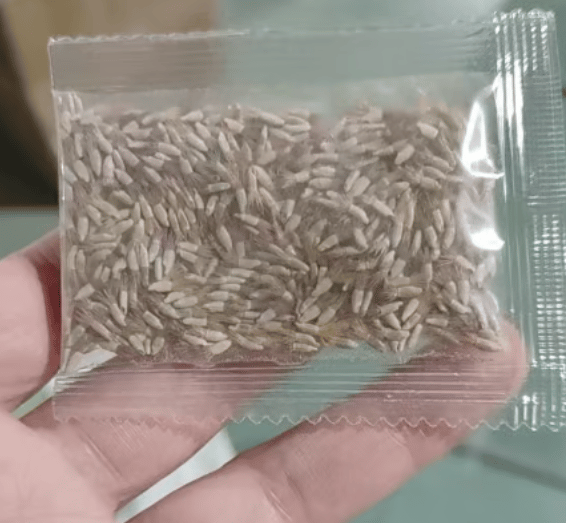 FloraBurst – Colección de semillas de flores perennes mixtas