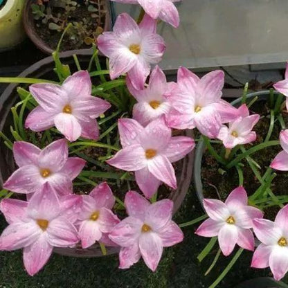 PetalBurst - Bulbos de Floración Rápida