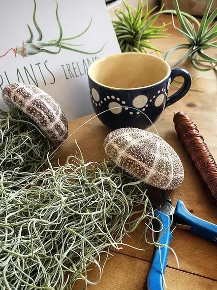 AquaBloom – Medusas de plantas de aire colgantes