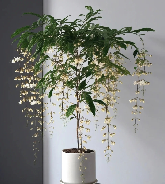 WinterBloom – Planta de jazmín colgante resistente al invierno