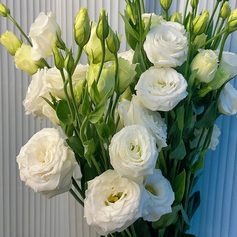 BloomRidge – Semillas de Lisianthus Perennes Resistentes