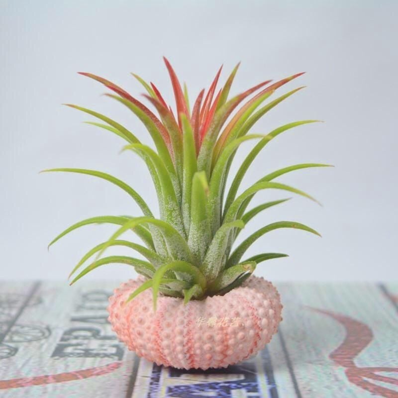 AquaBloom – Medusas de plantas de aire colgantes