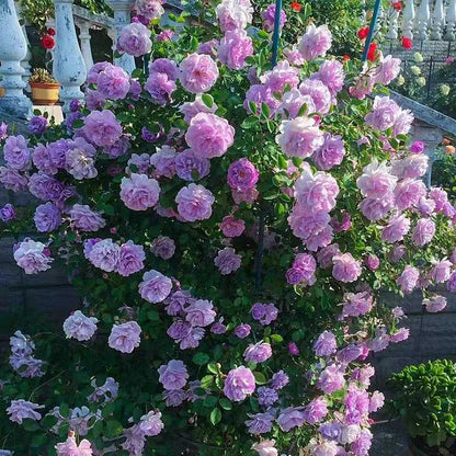 BloomVine – Wunderschöne Kletterrosensamen