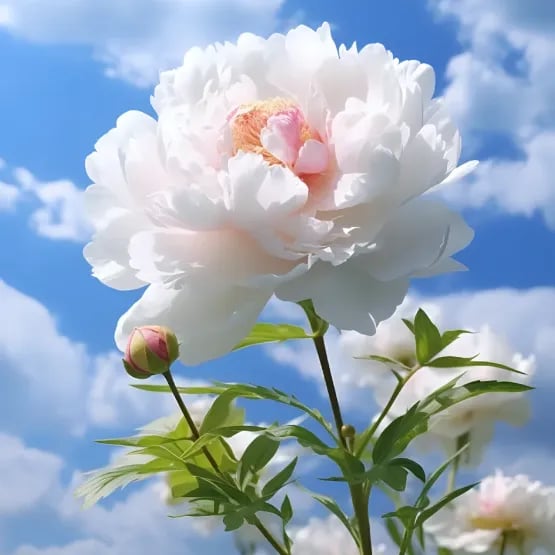 RoyalBloom - Semillas de peonía de lujo | La Reina de las Flores