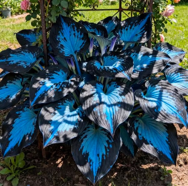 GardenÉlan – Seltene Hosta-Samen für Hausgärten (100 Samen)
