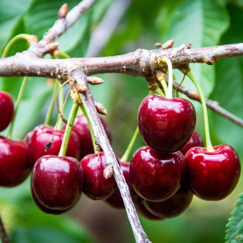 🍒 (Nueva Cosecha) Semillas de Cereza Dulce 🌿Pre-preparadas para Alta Germinación (99% de Germinación)