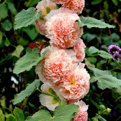 BloomMajesty – Premium-Stockrosensamen