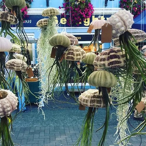 AquaBloom – Medusas de plantas de aire colgantes