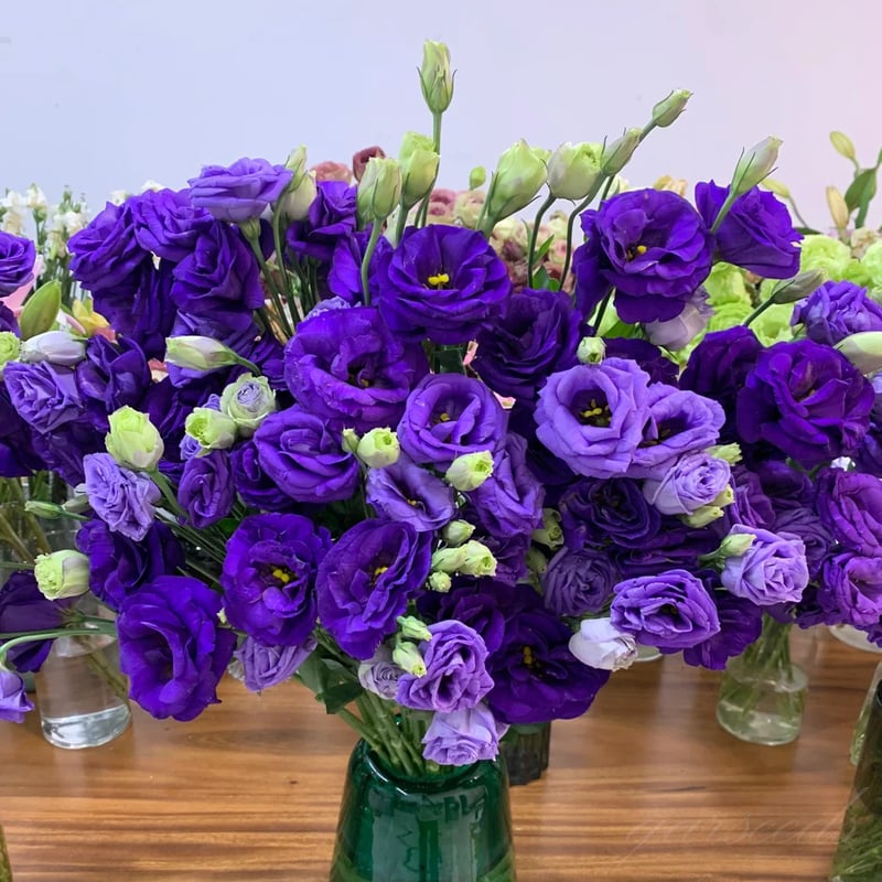 BloomRidge – Semillas de Lisianthus Perennes Resistentes