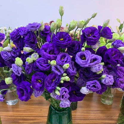 BloomRidge – Semillas de Lisianthus Perennes Resistentes