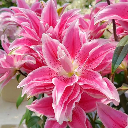 🌺Parfüm-Lilienzwiebeln – frisch und süß