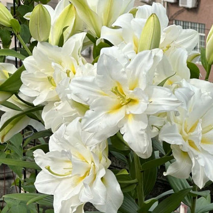 🌺Parfüm-Lilienzwiebeln – frisch und süß