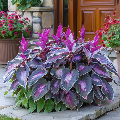 Paraíso de Hostas – Paquete de Semillas de Follaje Raro
