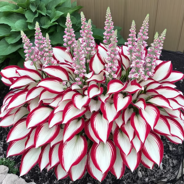 Paraíso de Hostas – Paquete de Semillas de Follaje Raro