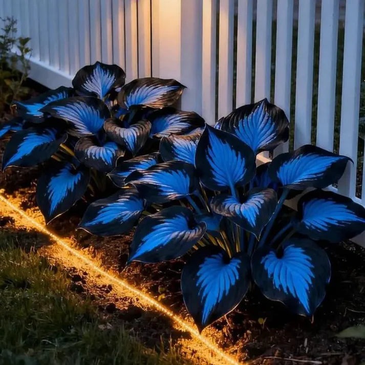 Paraíso de Hostas – Paquete de Semillas de Follaje Raro
