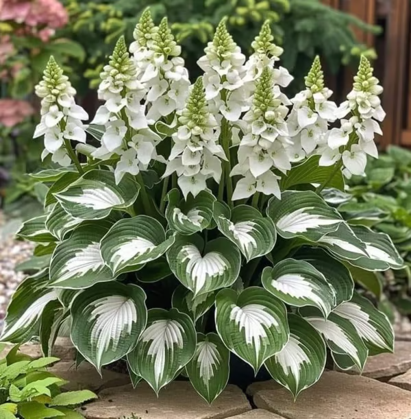 Paraíso de Hostas – Paquete de Semillas de Follaje Raro