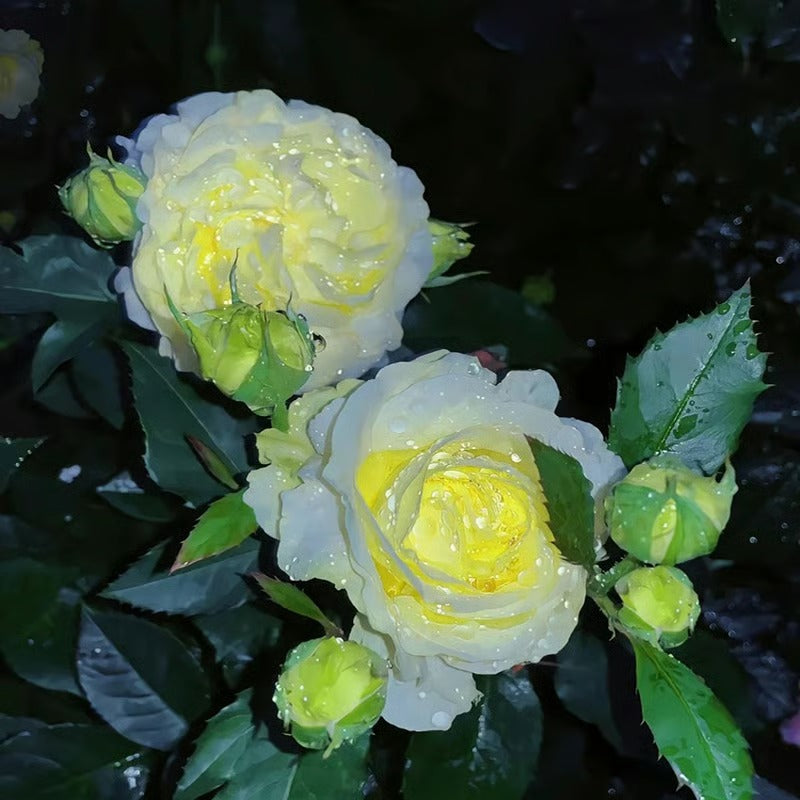 GardenMuse – Semillas de flores multicolores elegantes