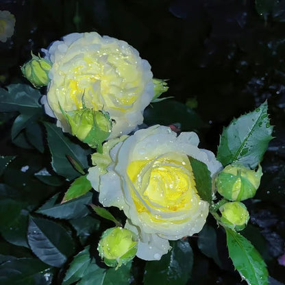 GardenMuse – Semillas de flores multicolores elegantes