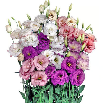GardenMuse – Semillas de flores multicolores elegantes