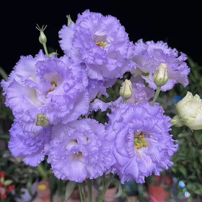 GardenMuse – Semillas de flores multicolores elegantes