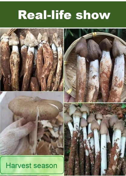 TerraFungi – Cepa exótica de Termitomyces