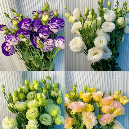 GardenMuse – Semillas de flores multicolores elegantes