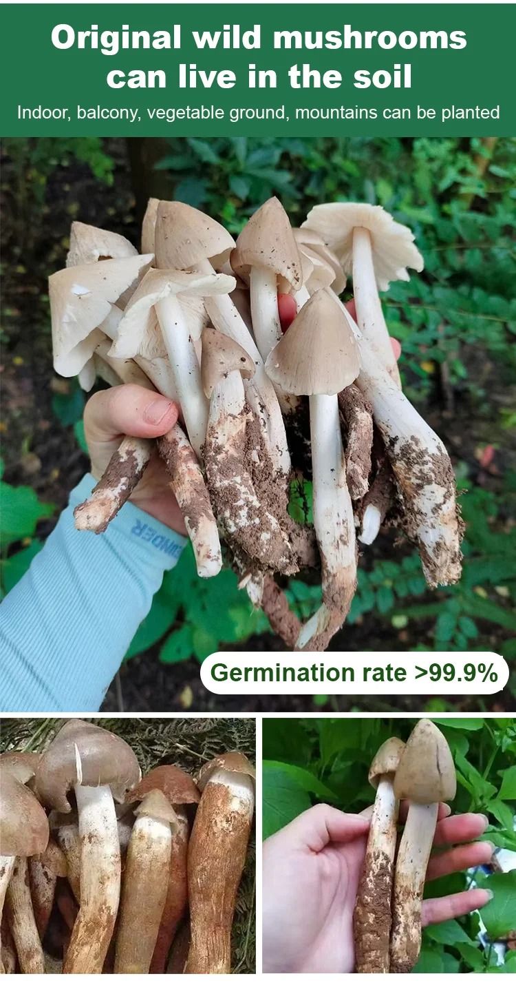 TerraFungi – Cepa exótica de Termitomyces