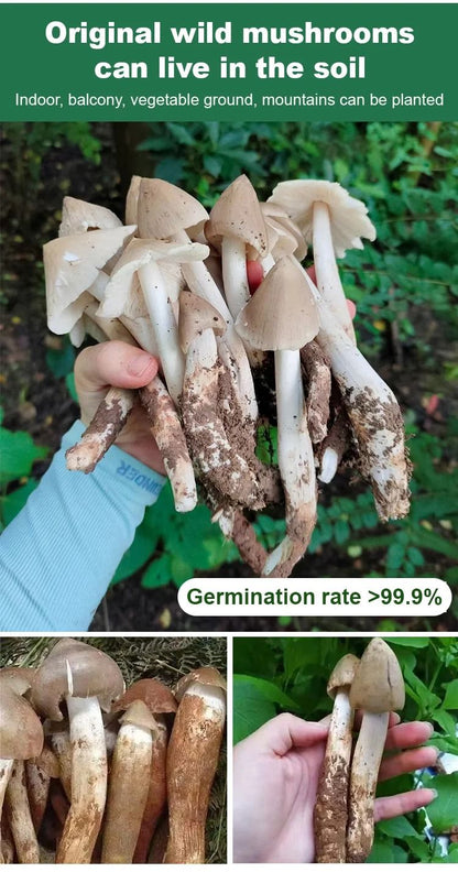 TerraFungi – Cepa exótica de Termitomyces