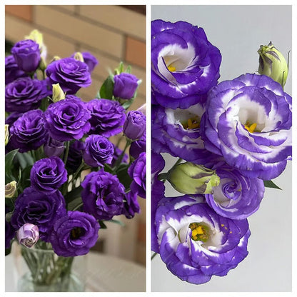 GardenMuse – Semillas de flores multicolores elegantes