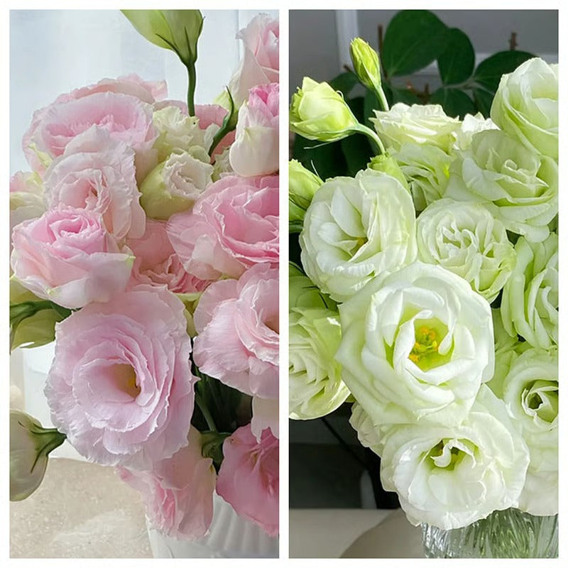 GardenMuse – Semillas de flores multicolores elegantes