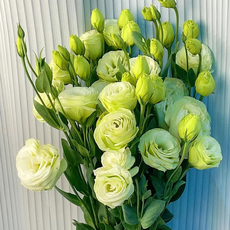 GardenMuse – Semillas de flores multicolores elegantes