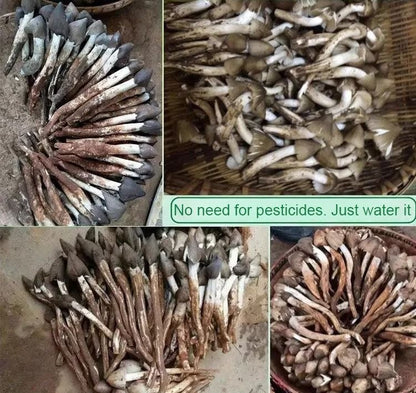 TerraFungi – Cepa exótica de Termitomyces