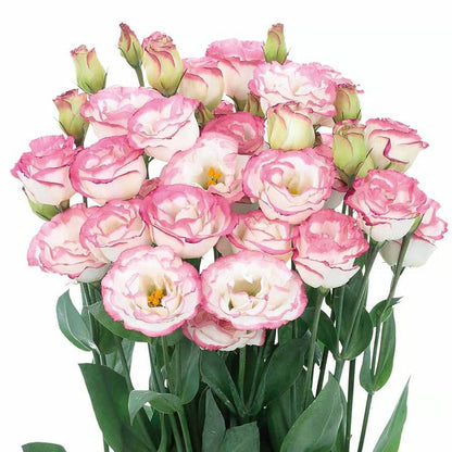 GardenMuse – Semillas de flores multicolores elegantes