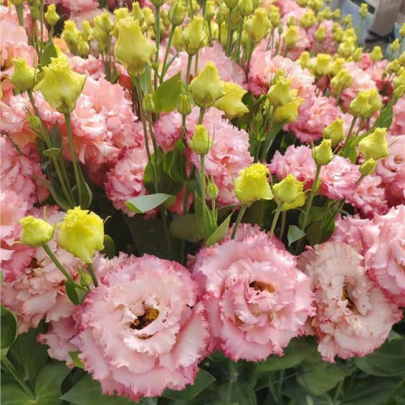 GardenMuse – Semillas de flores multicolores elegantes